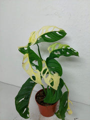 Monstera Adansonii Variegata