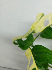 Monstera Adansonii Variegata