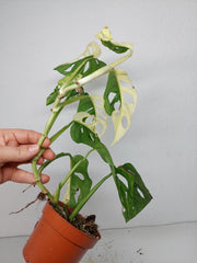 Monstera Adansonii Variegata