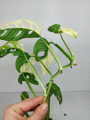 Monstera Adansonii Variegata