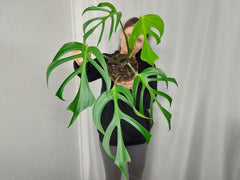 Monstera Burle Marx Flame Adult
