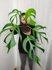 Monstera Burle Marx Flame Adult
