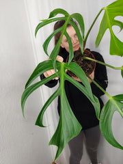Monstera Burle Marx Flame Adult