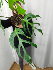 Monstera Burle Marx Flame Adult