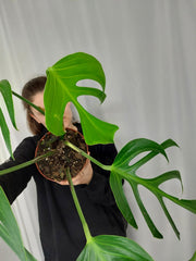 Monstera Burle Marx Flame Adult