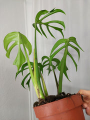 Monstera Burle Marx Flame Adult