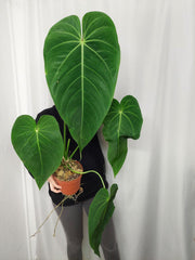 Anthurium Warocqueanum x Waterburyanum