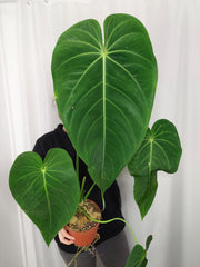Anthurium Warocqueanum x Waterburyanum