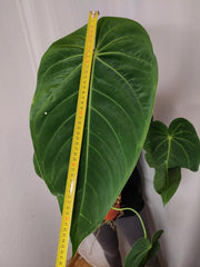 Anthurium Warocqueanum x Waterburyanum