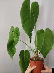 Anthurium Warocqueanum x Waterburyanum