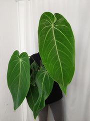 Anthurium Warocqueanum x Waterburyanum