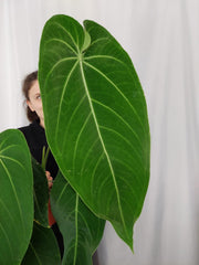 Anthurium Warocqueanum x Waterburyanum