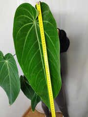 Anthurium Warocqueanum x Waterburyanum