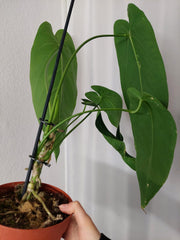 Anthurium Warocqueanum x Waterburyanum