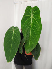 Anthurium Warocqueanum x Waterburyanum