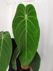 Anthurium Warocqueanum x Waterburyanum