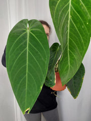 Anthurium Warocqueanum x Waterburyanum