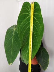 Anthurium Warocqueanum x Waterburyanum