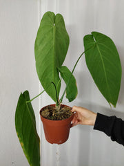 Anthurium Warocqueanum x Waterburyanum