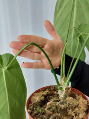 Anthurium Warocqueanum x Waterburyanum