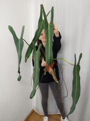 Philodendron Spiritus Sancti Adult