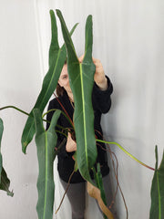 Philodendron Spiritus Sancti Adult
