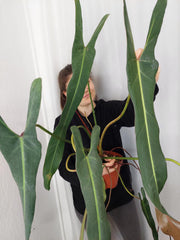 Philodendron Spiritus Sancti Adult