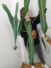 Philodendron Spiritus Sancti Adult