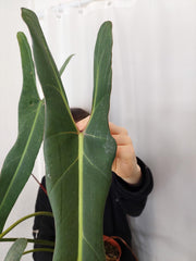 Philodendron Spiritus Sancti Adult