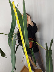 Philodendron Spiritus Sancti Adult