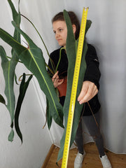 Philodendron Spiritus Sancti Adult