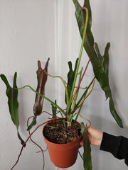 Philodendron Spiritus Sancti Adult