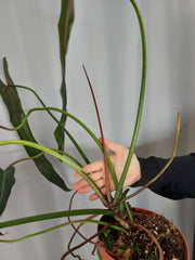 Philodendron Spiritus Sancti Adult