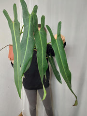 Philodendron Spiritus Sancti Adult