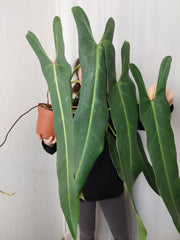 Philodendron Spiritus Sancti Adult