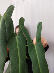 Philodendron Spiritus Sancti Adult