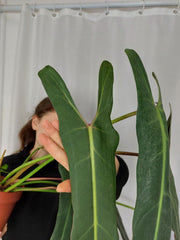 Philodendron Spiritus Sancti Adult