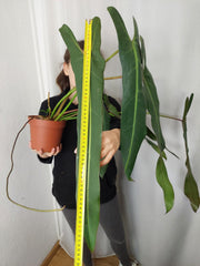Philodendron Spiritus Sancti Adult