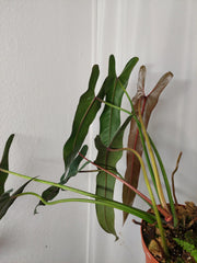 Philodendron Spiritus Sancti Adult