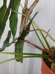 Philodendron Spiritus Sancti Adult