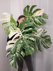 Monstera Variegata Adult