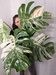 Monstera Variegata Adult