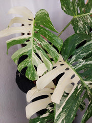 Monstera Variegata Adult