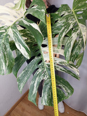 Monstera Variegata Adult