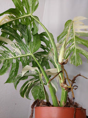 Monstera Variegata Adult