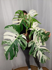 Monstera Variegata Adult