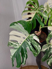 Monstera Variegata Adult