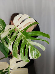 Monstera Variegata Adult