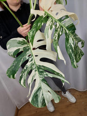 Monstera Variegata Adult