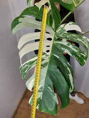 Monstera Variegata Adult